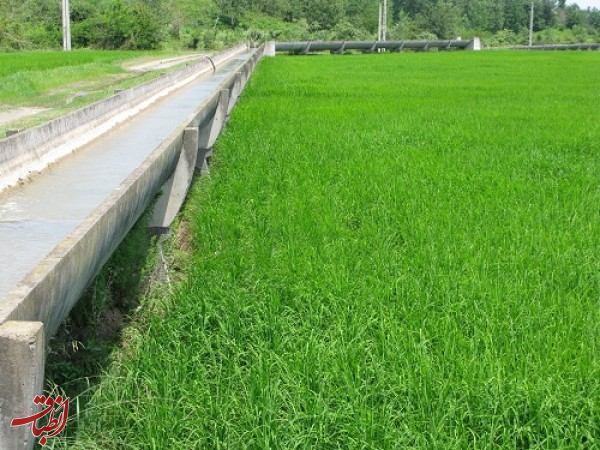 مدیر عامل شرکت آب منطقه ای گیلان : اجرای طرح نوبت بندی آب کشاورزی در گیلان ضروری است