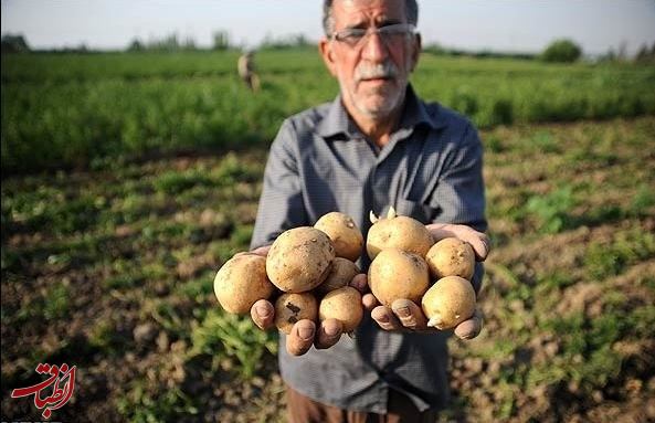 افشاگری رئیس اتحادیه محصولات کشاورزی درباره برگشت خوردن میوه‌های ایرانی