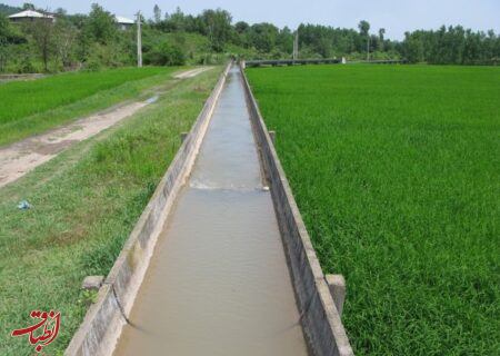 برنجکاران گیلانی کمبود آب کشاورزی را به ادارات آبیاری اطلاع دهند