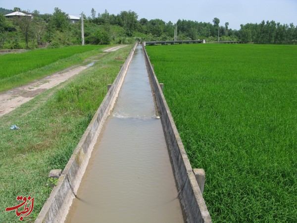برنجکاران گیلانی کمبود آب کشاورزی را به ادارات آبیاری اطلاع دهند