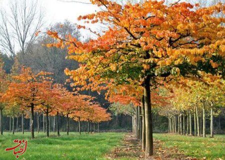 کاشت ۴۰۰ اصله درختان بومی گیلان در مسیر ۴ کیلومتری میدان گیل – باغ رضوان