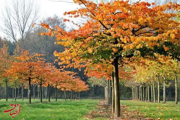 کاشت ۴۰۰ اصله درختان بومی گیلان در مسیر ۴ کیلومتری میدان گیل – باغ رضوان